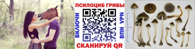 Галлюциногенные грибы Magic Shrooms  Вихоревка 